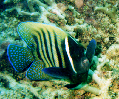 Six-banded Angelfish