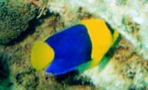 Bicolor Angelfish