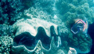 Snorkeling with the Giant Clams