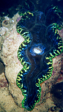 Giant Clam