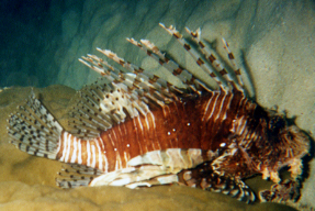 Lionfish