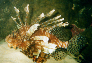 Lionfish swimming