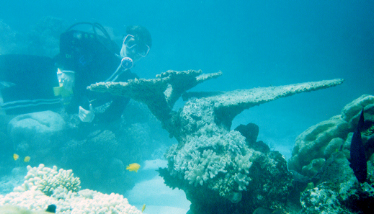 Amazing Table Coral