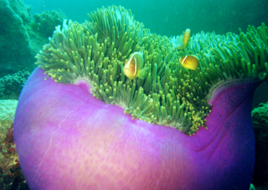 Purple barrel anemone