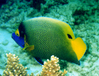 Yellow Angelfish