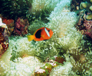 Clown Anemonefish