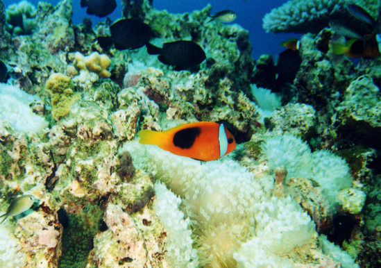 Another Clown Anemonefish