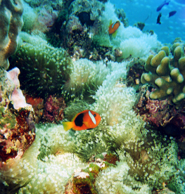 Clown Anemonefish