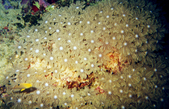 Flower coral