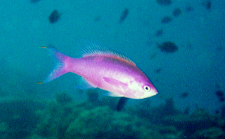 Purple Anthias