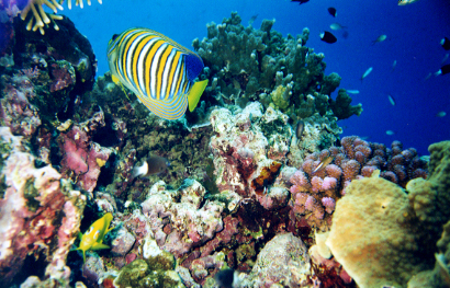 Regal Angelfish among corals