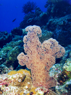 Soft coral