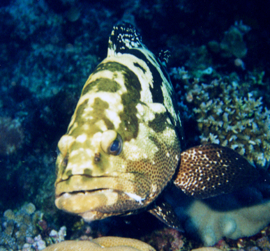 Camouflage Grouper