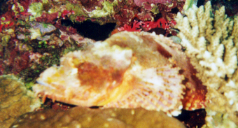 Stonefish