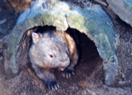 and this is a wombat