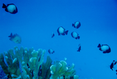 Hawaiian Domino Damsel Fish, Nanette Harter