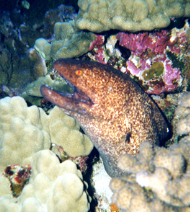 Yellowmargin Moray Eel, Neil Rhoads