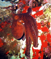 Hawaiian Octopus along back wall, Neil Rhoads