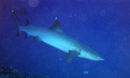 Swiming White-tip Reef Shark, Neil Rhoads