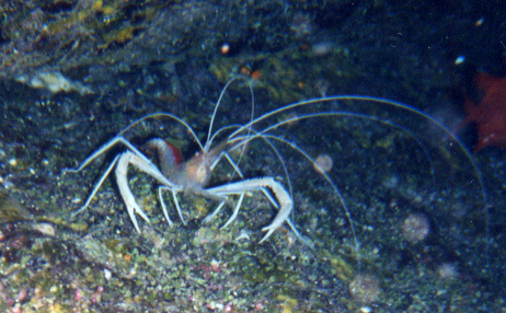 Flameback Coral Shrimp, Neil Rhoads