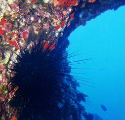 Long-spined sea urchin along back wall, Nanette Harter