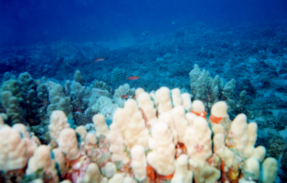 Flame Wrasse -- rare and only in Hawaii