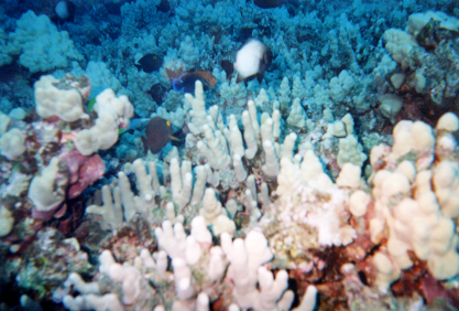 Domino Damsel, Potter's Angel, Gold-ring Surgeonfish