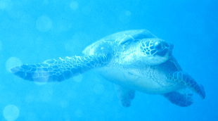 Hawaiian Green Sea Turtle