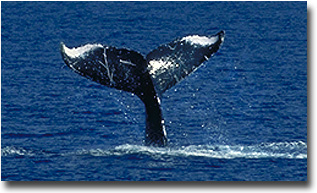 Humpback Whales Tail, courtesy of whale research foundation