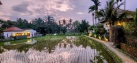 Sunset over the Rice Paddies