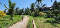 Walking in Rice Fields