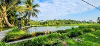 Planted Rice Field