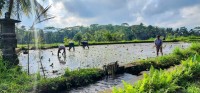 Planting Rice