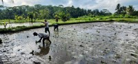Planting Rice Field