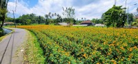 Marigolds Field