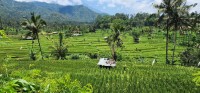 Rice Fields