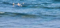 Neil Swimming