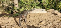 Monkey on the Ridge