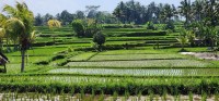 Rice Fields