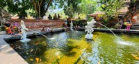 Pool with Koi