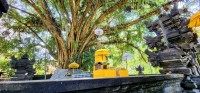 Sacred Tree