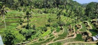 Ceking Rice Terraces