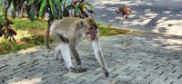 Walking Monkey