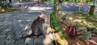 Sitting Monkey