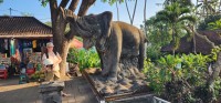 Nan and Elephant