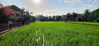 Sunset Over the Rice Field