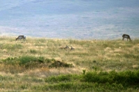 Antelope grazing