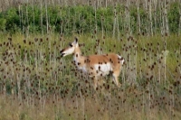 Pronghorn Antelope