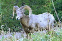 Bighorn Sheep