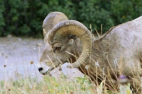 Bighorn Sheep Horns